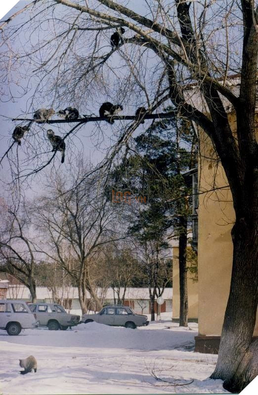 
Gì? Chưa thấy cả đàn Cú Mèo bao giờ à?