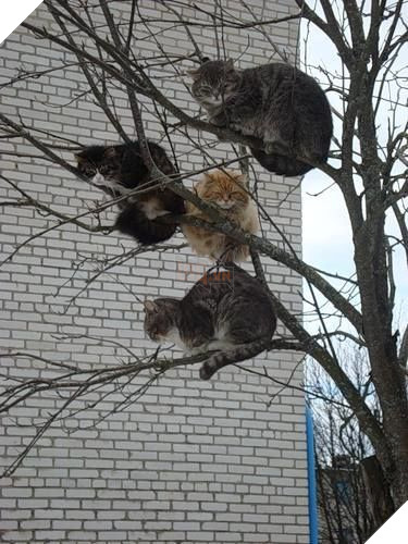 
"Khoan đã... tao nghe thấy tiếng gì kêu răng rắc..."