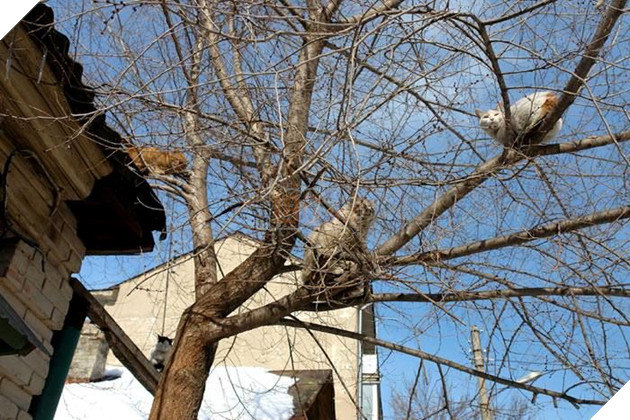 Khi bạn muốn làm chim nhưng ông trời bắt bạn làm 'Quàng thượng'