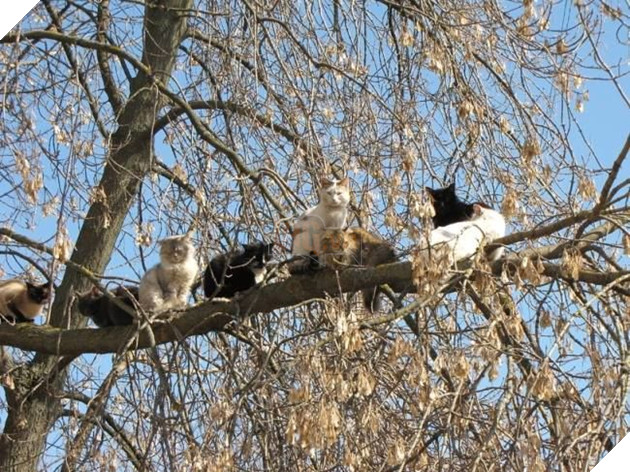 
- Ê, chọn cành chắc chắn chưa mày?