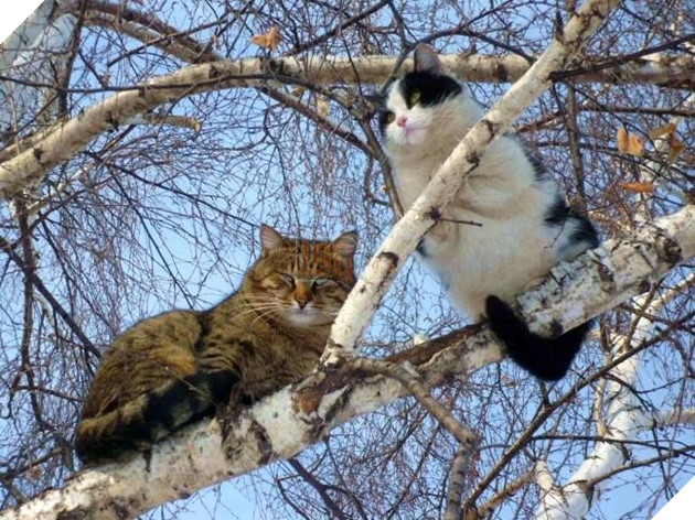 Khi bạn muốn làm chim nhưng ông trời bắt bạn làm 'Quàng thượng'