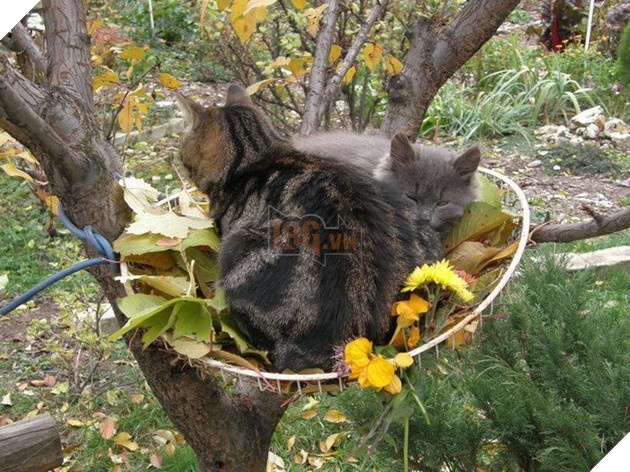 Khi bạn muốn làm chim nhưng ông trời bắt bạn làm 'Quàng thượng'