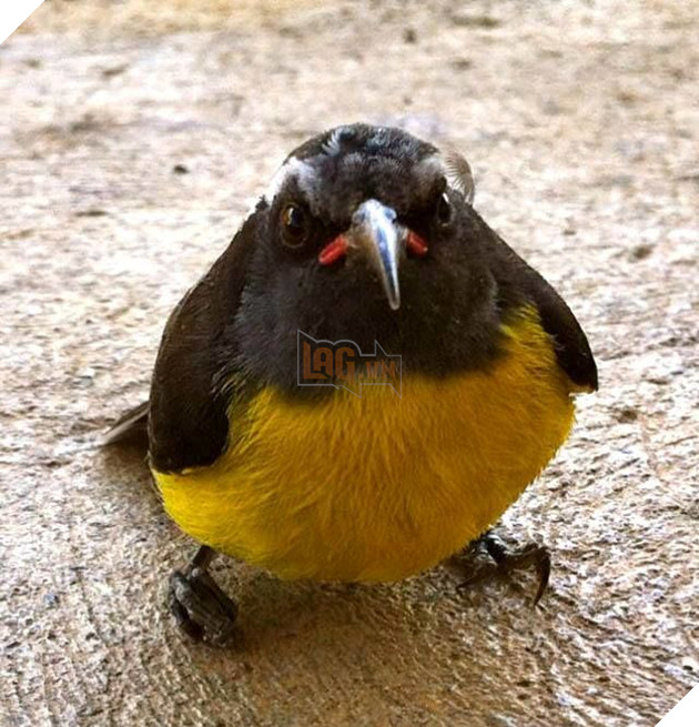 
Ai cho tao lương thiện?