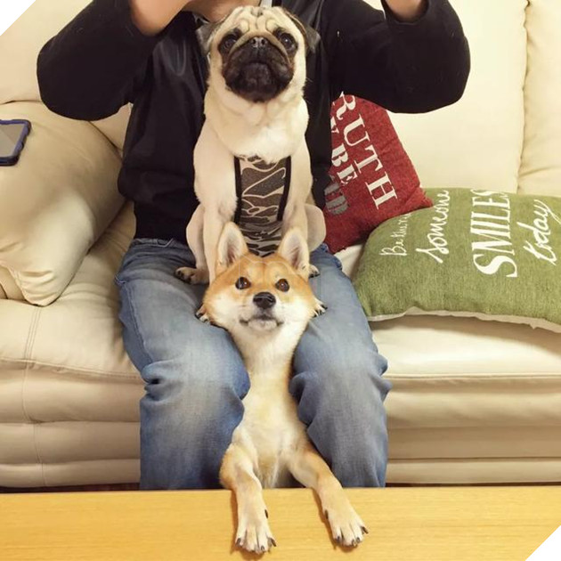 Cộng đồng mạng tan chảy với sự khắng khít của 2 chú chó siêu đáng yêu, F.A nên thấy tủi thân đi là vừa 2