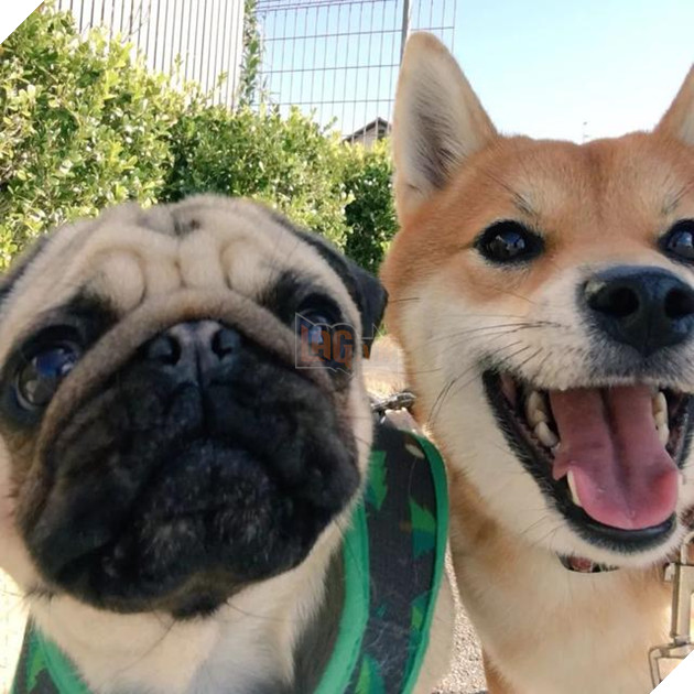 Cộng đồng mạng tan chảy với sự khắng khít của 2 chú chó siêu đáng yêu, F.A nên thấy tủi thân đi là vừa 3