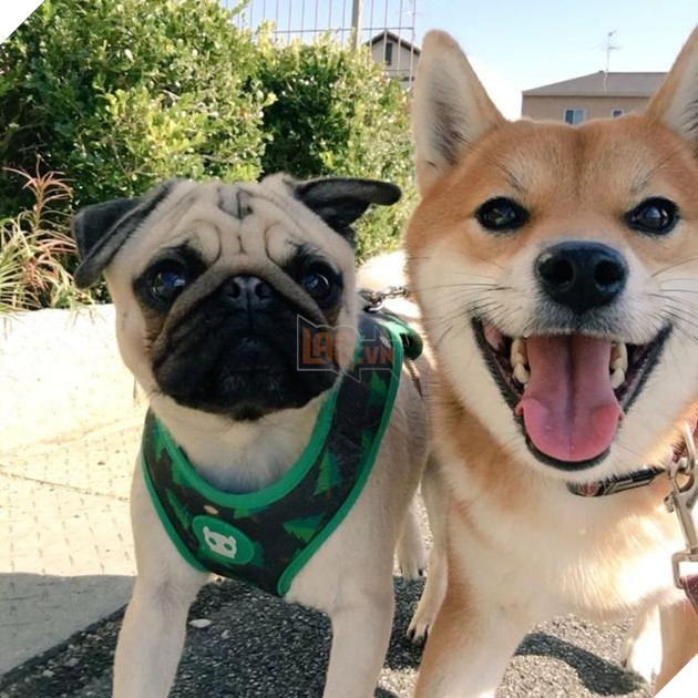 Cộng đồng mạng tan chảy với sự khắng khít của 2 chú chó siêu đáng yêu, F.A nên thấy tủi thân đi là vừa 4