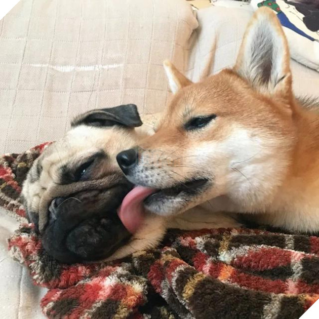 Cộng đồng mạng tan chảy với sự khắng khít của 2 chú chó siêu đáng yêu, F.A nên thấy tủi thân đi là vừa 5