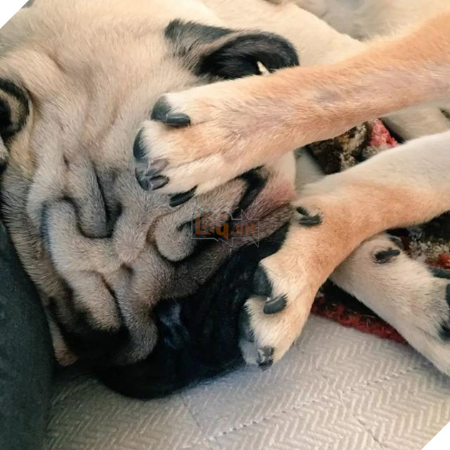 Cộng đồng mạng tan chảy với sự khắng khít của 2 chú chó siêu đáng yêu, F.A nên thấy tủi thân đi là vừa 7