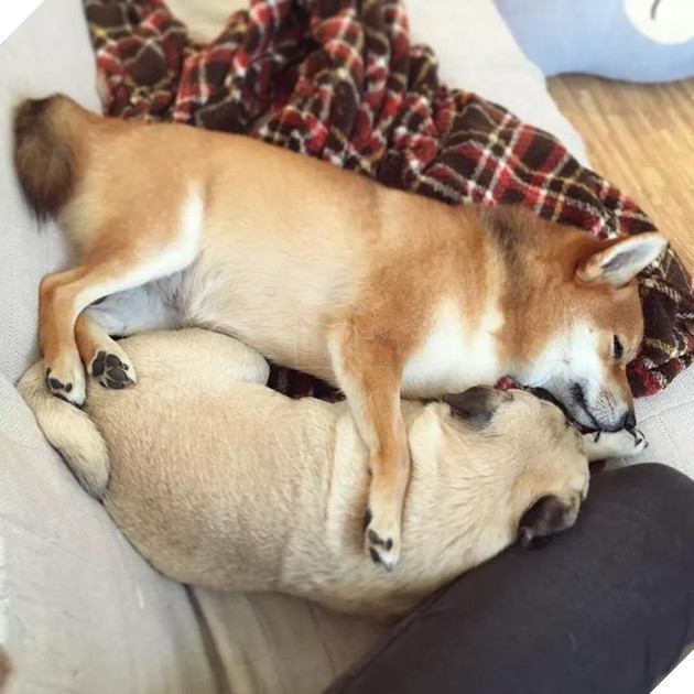 Cộng đồng mạng tan chảy với sự khắng khít của 2 chú chó siêu đáng yêu, F.A nên thấy tủi thân đi là vừa 9