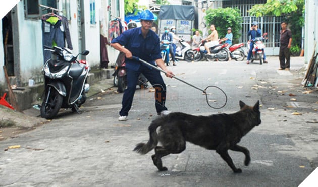 
Chó thả rông không đeo rọ mõm, không có người dắt... sẽ bị bắt giữ và xử phạt hành chính đối với người nuôi. Ảnh: Quốc Triều
