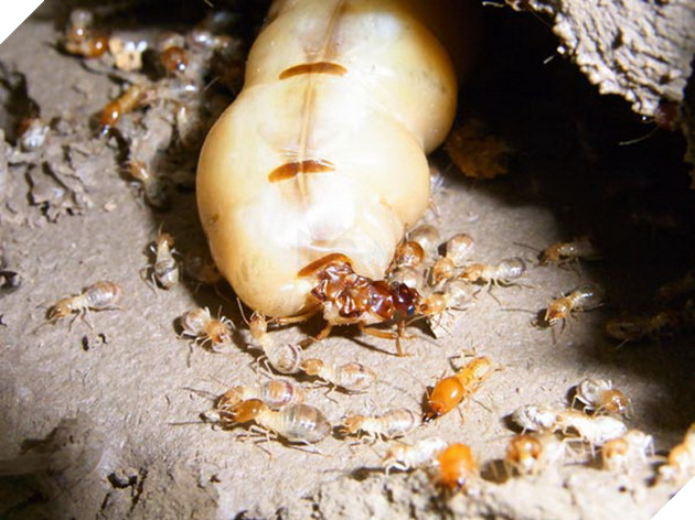 One Piece 928 tới đây: Dự đoán sức mạnh và Trái Quỷ của Queen The Plague 4