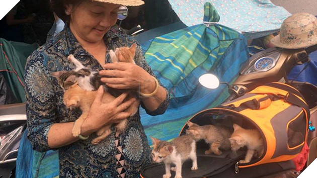 Bà Nguyễn Kim Anh ôm đàn mèo sữa đang chăm sóc /// Thúy Hằng