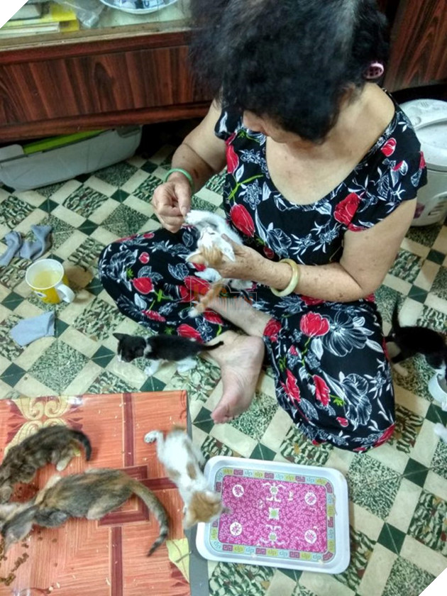 Bốn phụ nữ làm osin, lượm ve chai ở Sài Gòn giải cứu hơn 10.000 con mèo - ảnh 3