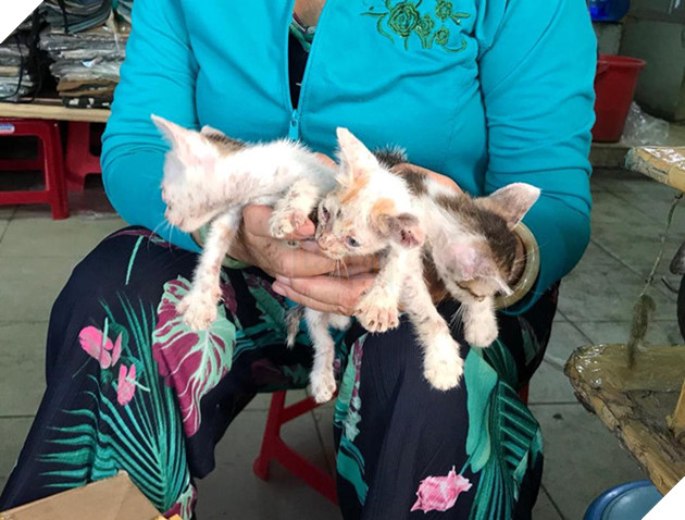 Bốn phụ nữ làm osin, lượm ve chai ở Sài Gòn giải cứu hơn 10.000 con mèo - ảnh 5