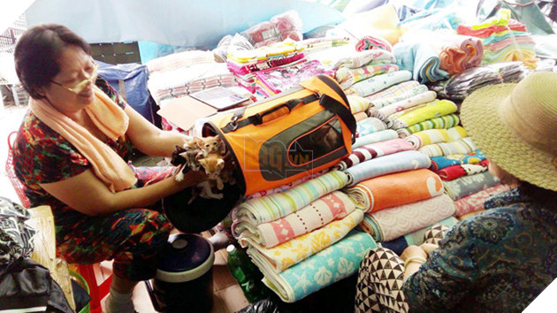 Bốn phụ nữ làm osin, lượm ve chai ở Sài Gòn giải cứu hơn 10.000 con mèo - ảnh 2