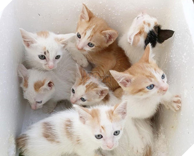 Bốn phụ nữ làm osin, lượm ve chai ở Sài Gòn giải cứu hơn 10.000 con mèo - ảnh 4