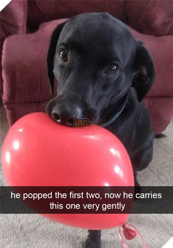 Boss cứ dễ thương và tình cảm như thế này, thì chả trách Sen cứ yêu hoài! 21