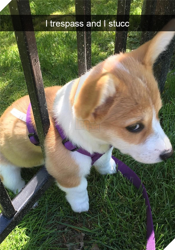 Boss cứ dễ thương và tình cảm như thế này, thì chả trách Sen cứ yêu hoài! 12