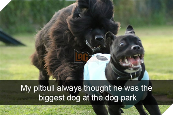 Boss cứ dễ thương và tình cảm như thế này, thì chả trách Sen cứ yêu hoài! 7