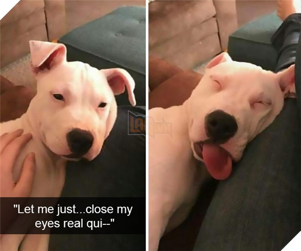 Boss cứ dễ thương và tình cảm như thế này, thì chả trách Sen cứ yêu hoài! 4