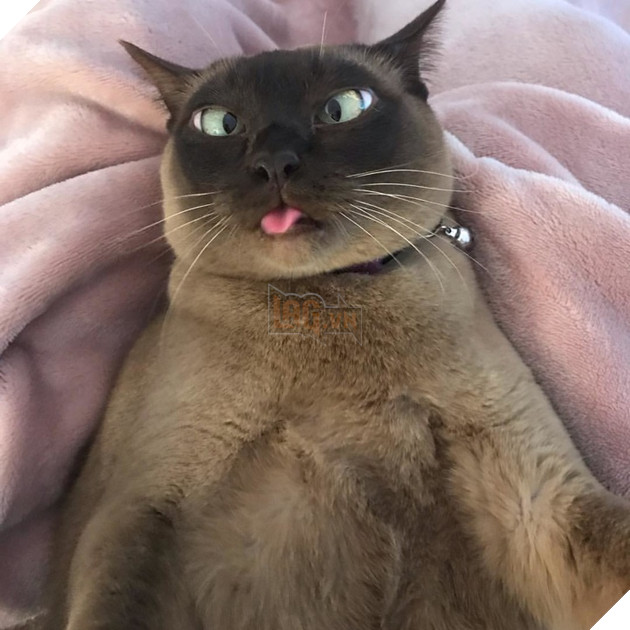 30 hình ảnh chứng minh rằng các Boss Mèo là loài vật đáng yêu nhất thế giới 8