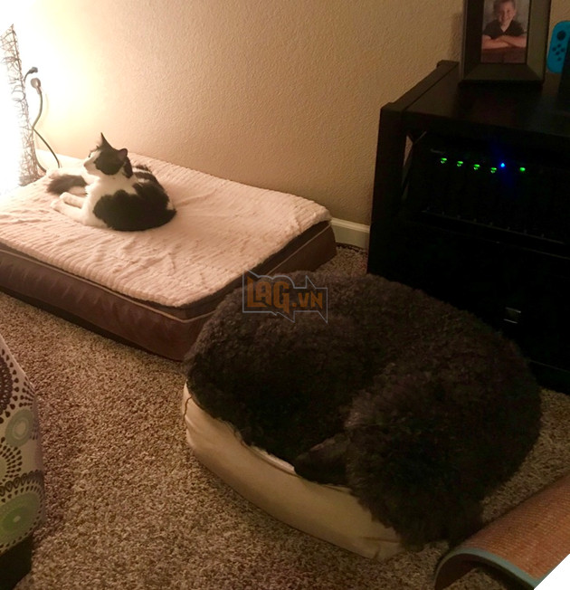 30 hình ảnh chứng minh rằng các Boss Mèo là loài vật đáng yêu nhất thế giới 20