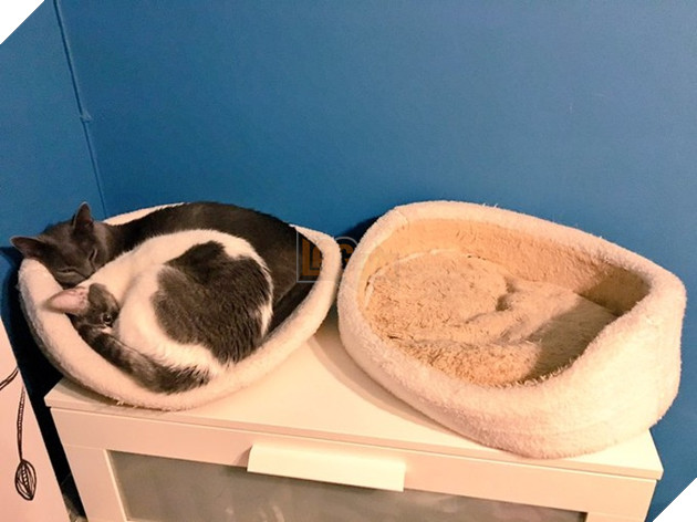 30 hình ảnh chứng minh rằng các Boss Mèo là loài vật đáng yêu nhất thế giới 19