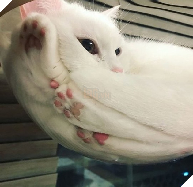 30 hình ảnh chứng minh rằng các Boss Mèo là loài vật đáng yêu nhất thế giới 18