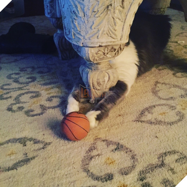 30 hình ảnh chứng minh rằng các Boss Mèo là loài vật đáng yêu nhất thế giới 17