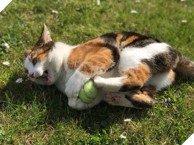 30 hình ảnh chứng minh rằng các Boss Mèo là loài vật đáng yêu nhất thế giới 16