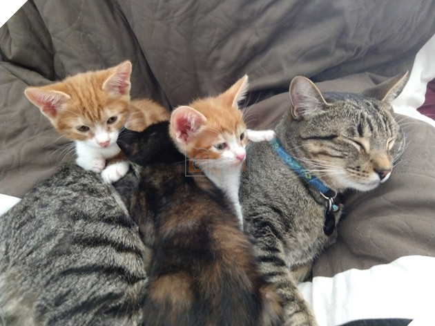 30 hình ảnh chứng minh rằng các Boss Mèo là loài vật đáng yêu nhất thế giới 15