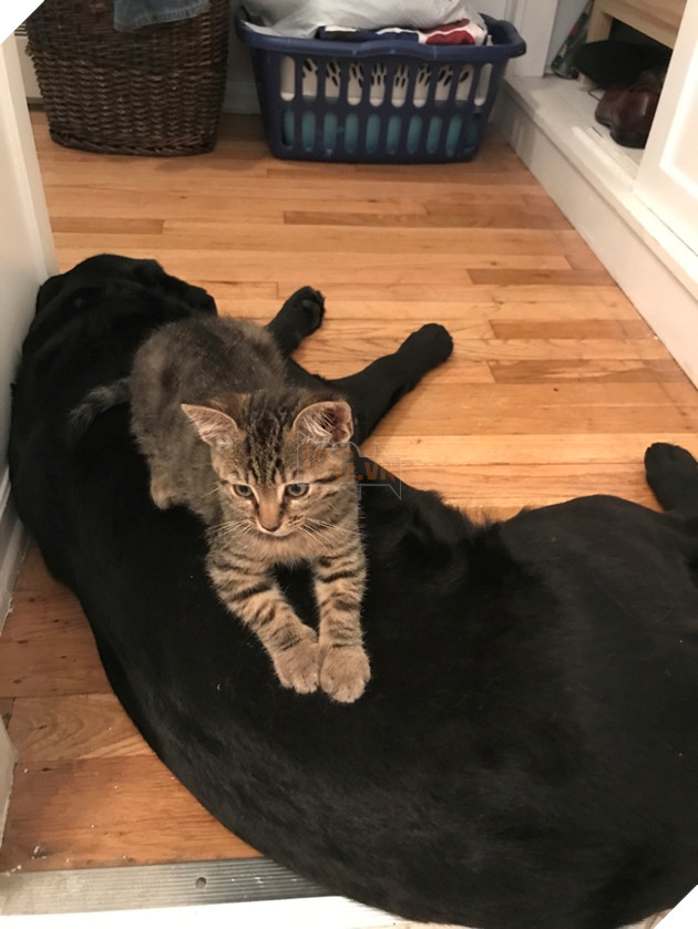 30 hình ảnh chứng minh rằng các Boss Mèo là loài vật đáng yêu nhất thế giới 14