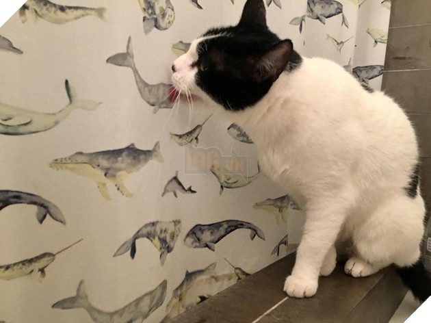 30 hình ảnh chứng minh rằng các Boss Mèo là loài vật đáng yêu nhất thế giới 13