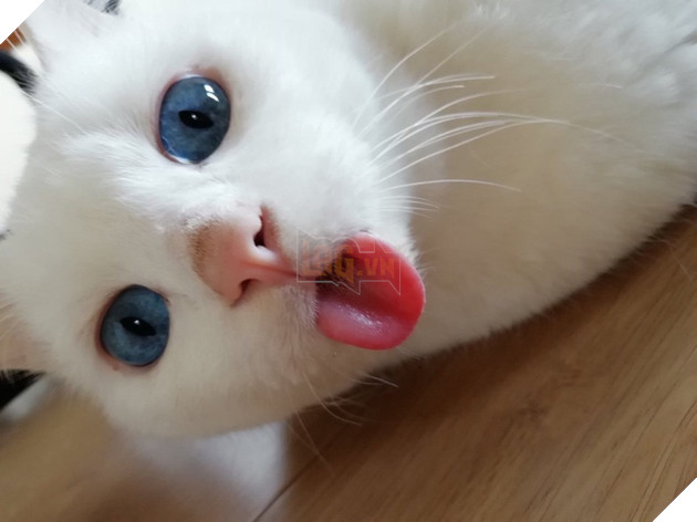 30 hình ảnh chứng minh rằng các Boss Mèo là loài vật đáng yêu nhất thế giới 12