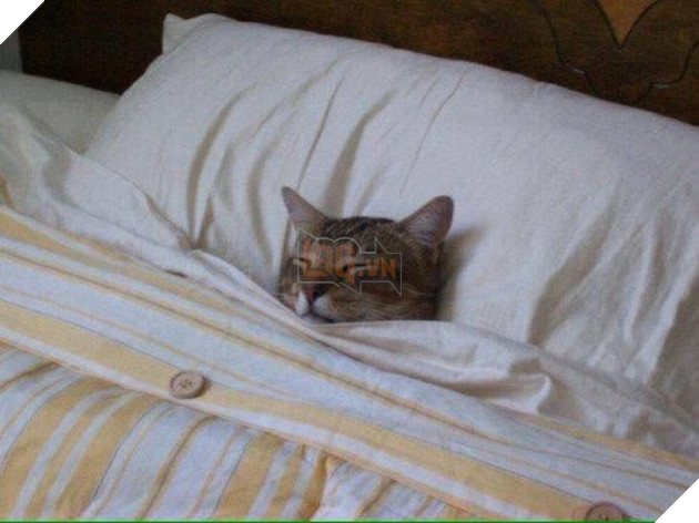 30 hình ảnh chứng minh rằng các Boss Mèo là loài vật đáng yêu nhất thế giới 11