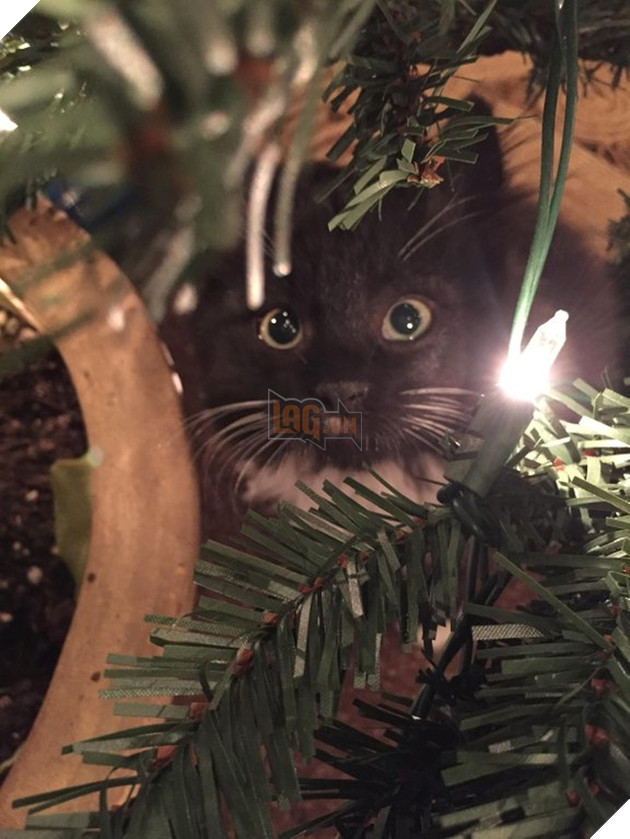 30 hình ảnh chứng minh rằng các Boss Mèo là loài vật đáng yêu nhất thế giới 9