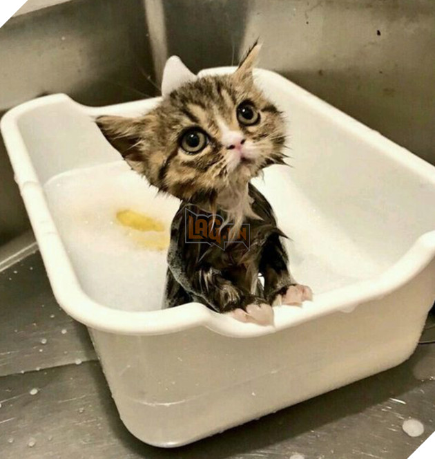 30 hình ảnh chứng minh rằng các Boss Mèo là loài vật đáng yêu nhất thế giới 2