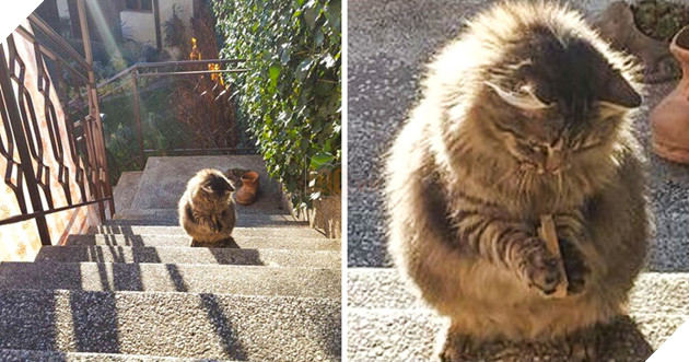 30 hình ảnh chứng minh rằng các Boss Mèo là loài vật đáng yêu nhất thế giới 3