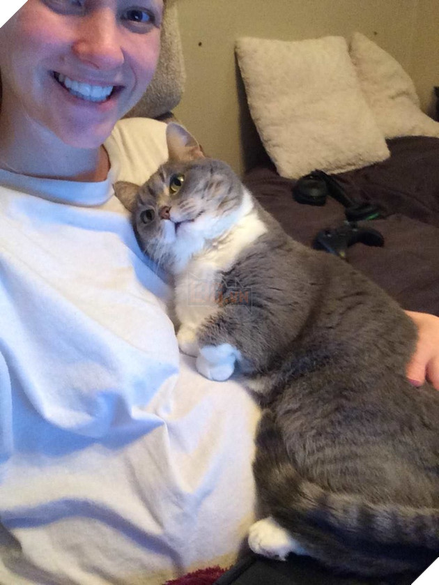 30 hình ảnh chứng minh rằng các Boss Mèo là loài vật đáng yêu nhất thế giới 4