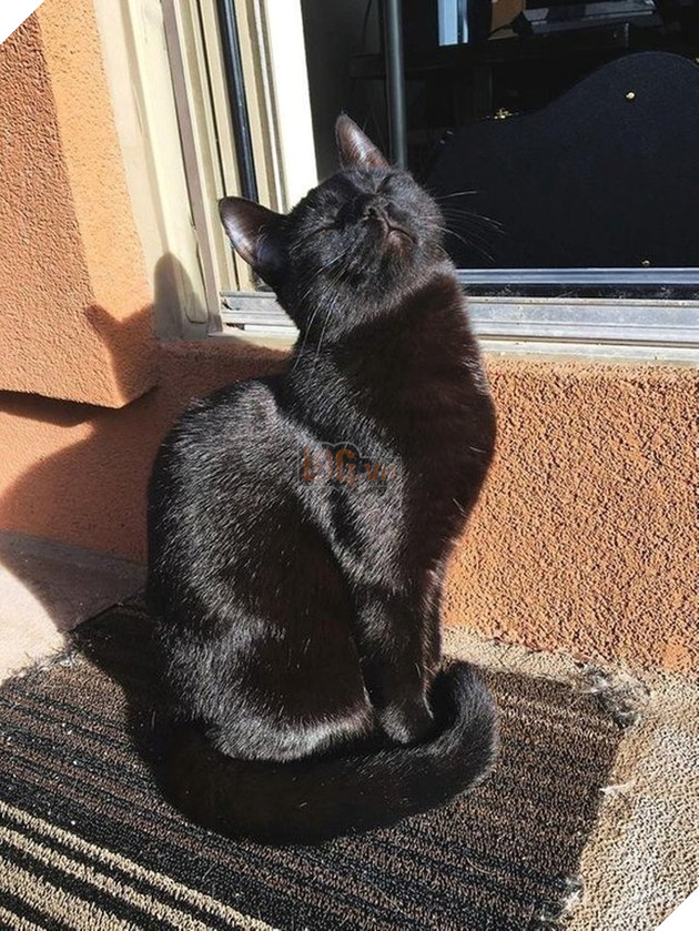 30 hình ảnh chứng minh rằng các Boss Mèo là loài vật đáng yêu nhất thế giới 5