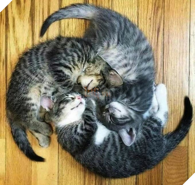 30 hình ảnh chứng minh rằng các Boss Mèo là loài vật đáng yêu nhất thế giới 6