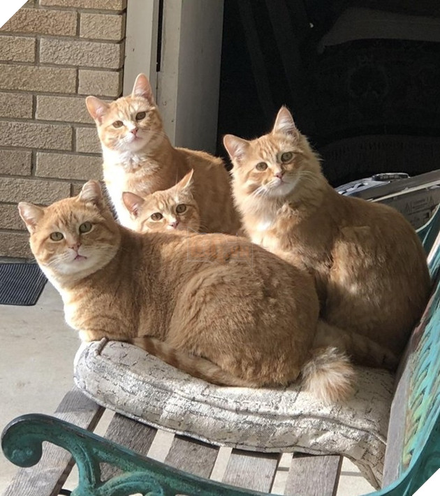 30 hình ảnh chứng minh rằng các Boss Mèo là loài vật đáng yêu nhất thế giới 10