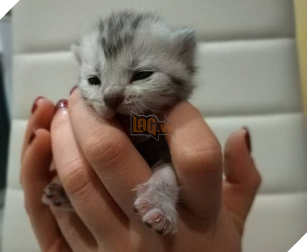 30 hình ảnh chứng minh rằng các Boss Mèo là loài vật đáng yêu nhất thế giới 21