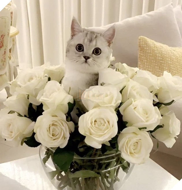 30 hình ảnh chứng minh rằng các Boss Mèo là loài vật đáng yêu nhất thế giới 22