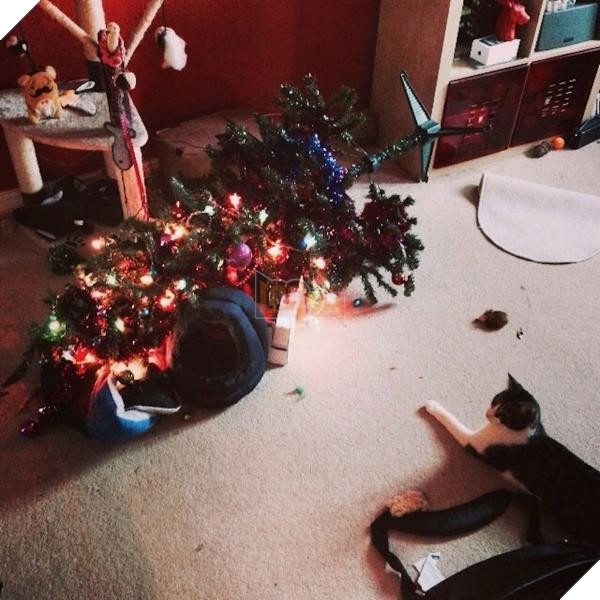 lost bird cay thong nua than la 11