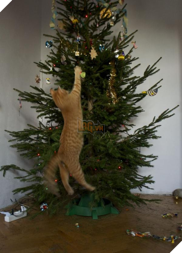 lost bird cay thong nua than la 12