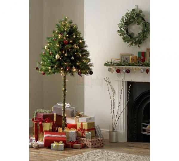 lost bird cay thong nua than la 1