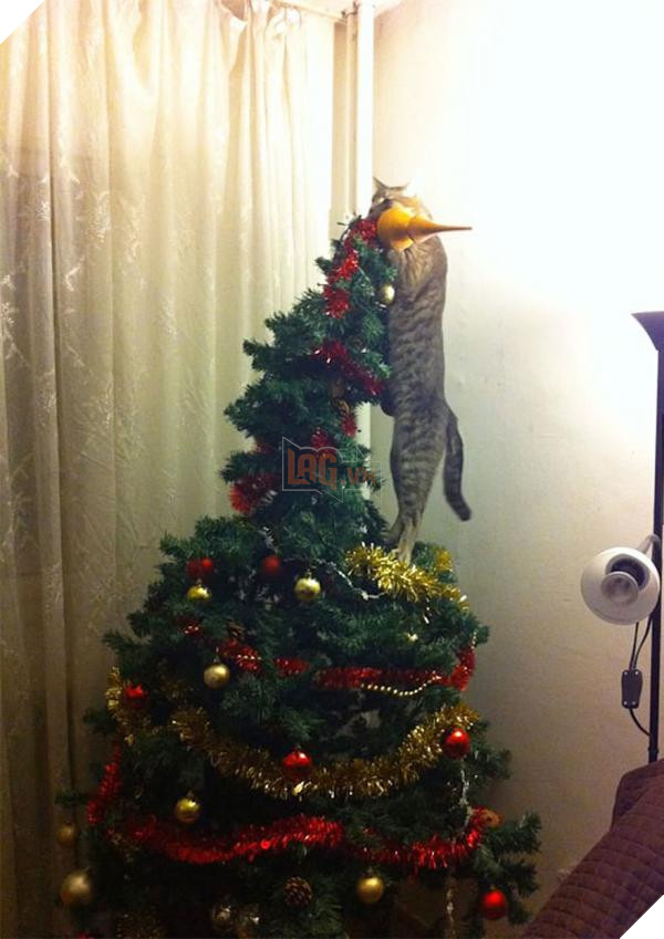 lost bird cay thong nua than la 8