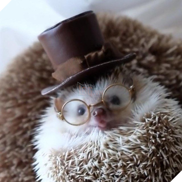 
Nhìn có dễ cưng không nè.