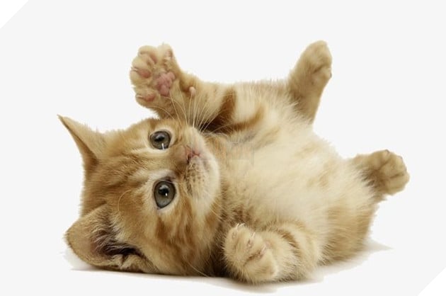 Những bí mật 'động trời' của loài mèo không phải ai cũng biết, #5 khó để tin Những bí mật 'động trời' của loài mèo không phải ai cũng biết, #5 khó để tin